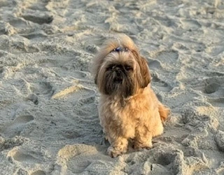 Shirley Mae at the beach!